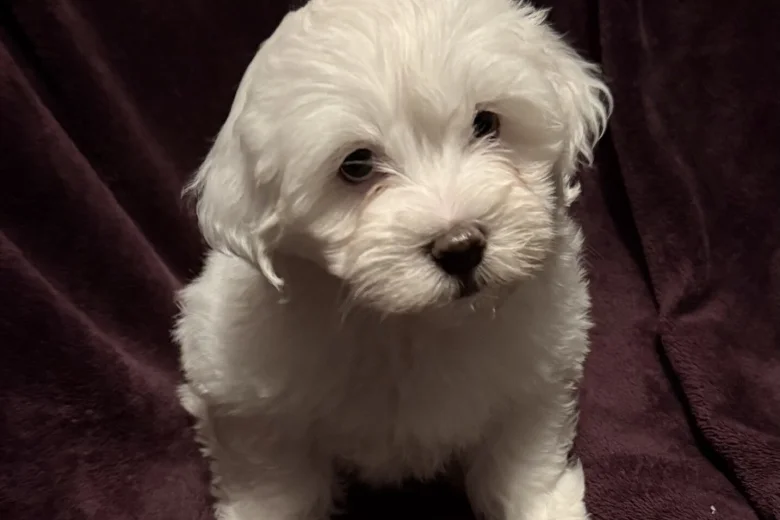 Coton De Tulear