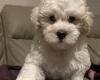 Coton De Tulear