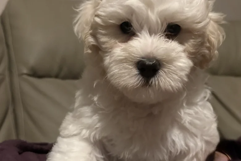 Coton De Tulear