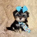 Maltipoo