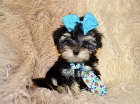 Maltipoo