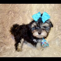 Maltipoo