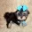 Maltipoo