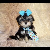 Maltipoo