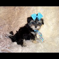 Maltipoo