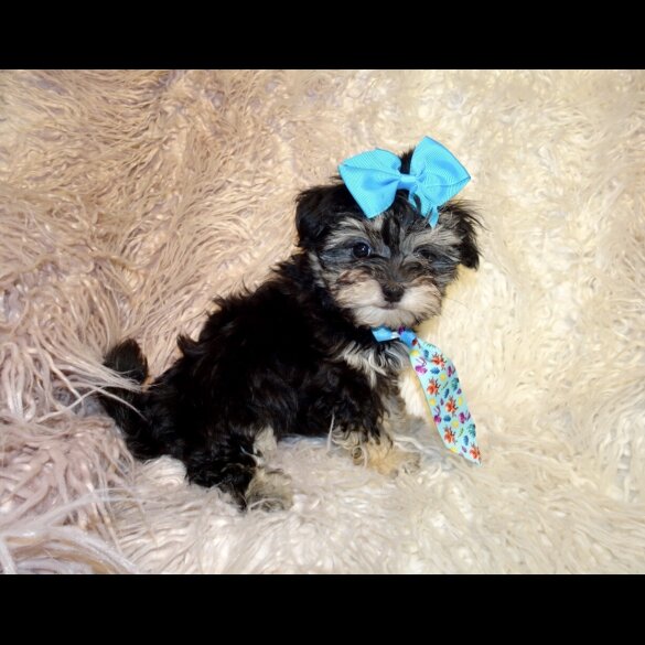 Maltipoo