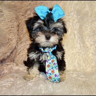 Maltipoo