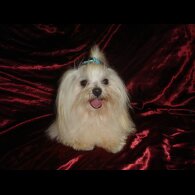 Maltipoo