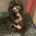 Maltipoo