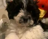 Maltipoo