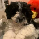Maltipoo
