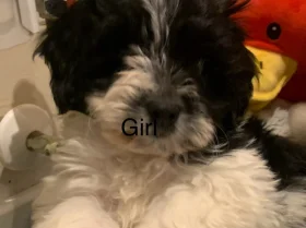 Maltipoo