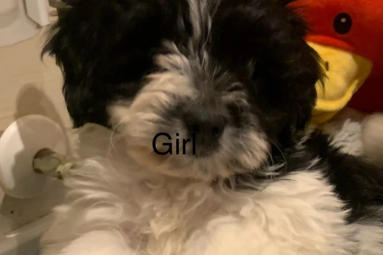 Maltipoo