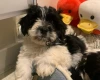 Maltipoo