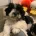 Maltipoo