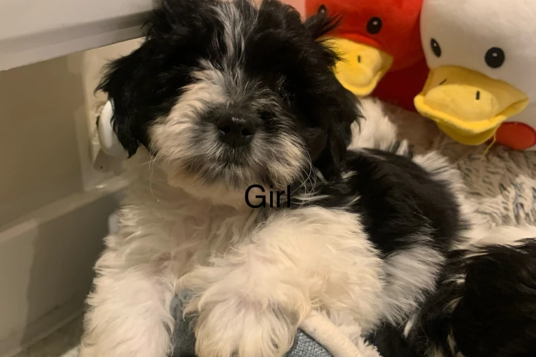 Maltipoo