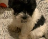 Maltipoo