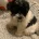 Maltipoo