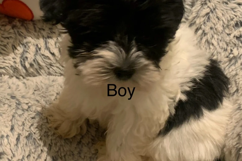 Maltipoo