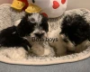 Maltipoo