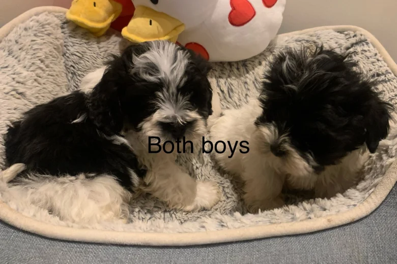 Maltipoo