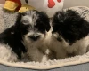 Maltipoo