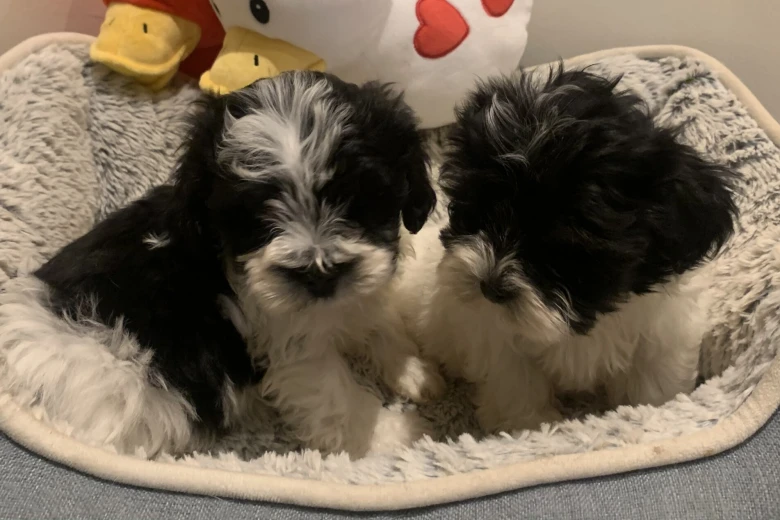 Maltipoo