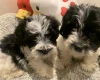 Maltipoo