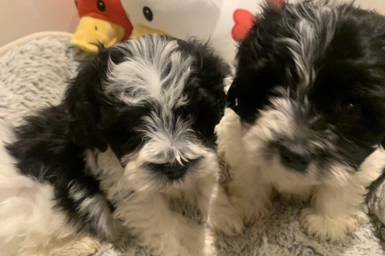 Maltipoo