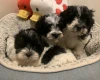 Maltipoo