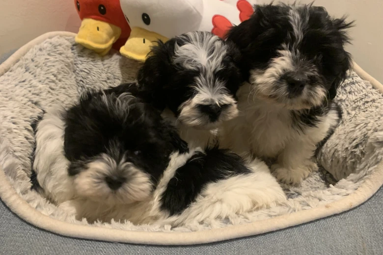 Maltipoo