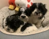 Maltipoo