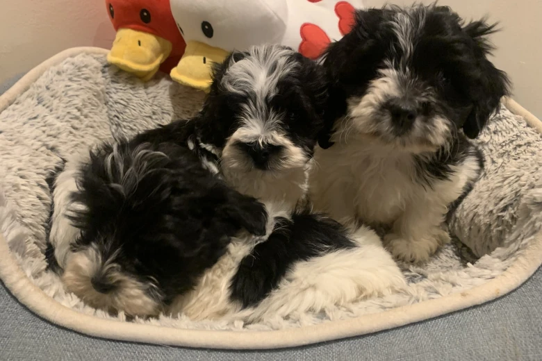 Maltipoo