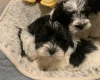 Maltipoo