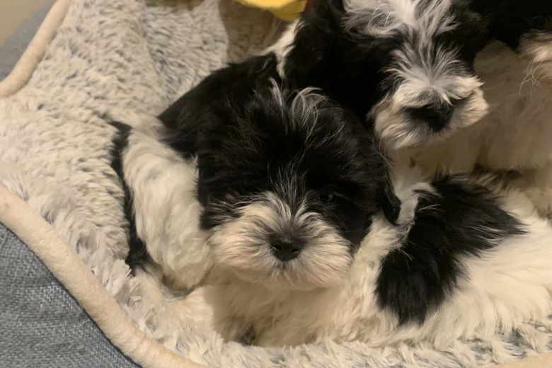 Maltipoo