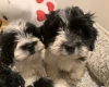 Maltipoo