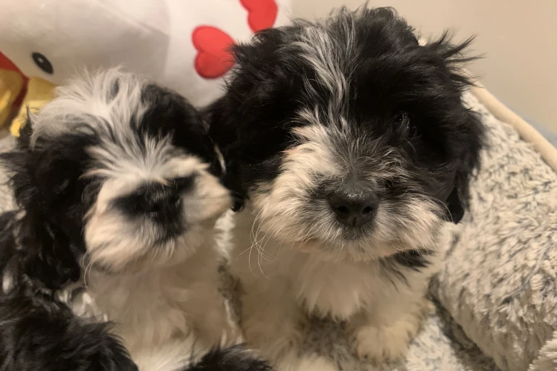 Maltipoo