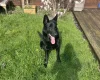 German Shepherd (Alsatian)
