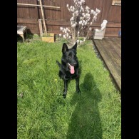 German Shepherd (Alsatian)