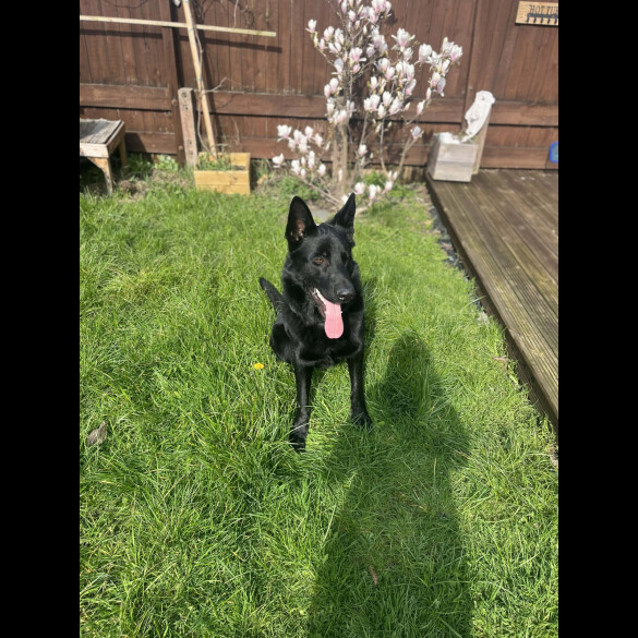 German Shepherd (Alsatian)