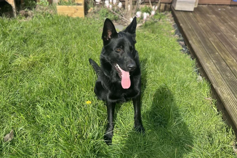 German Shepherd (Alsatian)