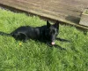 German Shepherd (Alsatian)
