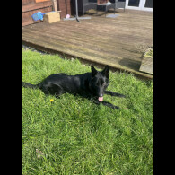 German Shepherd (Alsatian)