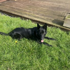 German Shepherd (Alsatian)