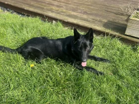 German Shepherd (Alsatian)