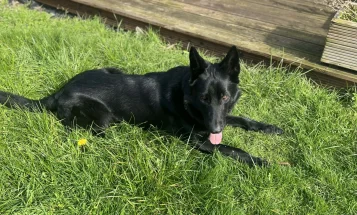 German Shepherd (Alsatian)
