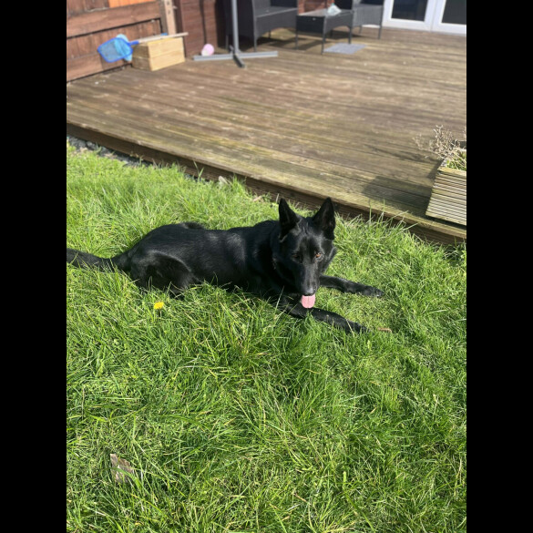 German Shepherd (Alsatian)