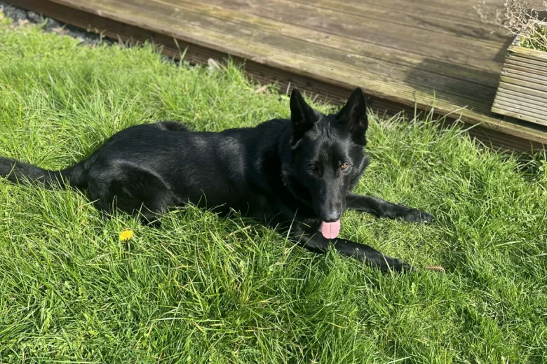 German Shepherd (Alsatian)