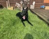 German Shepherd (Alsatian)