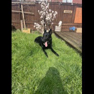 German Shepherd (Alsatian)